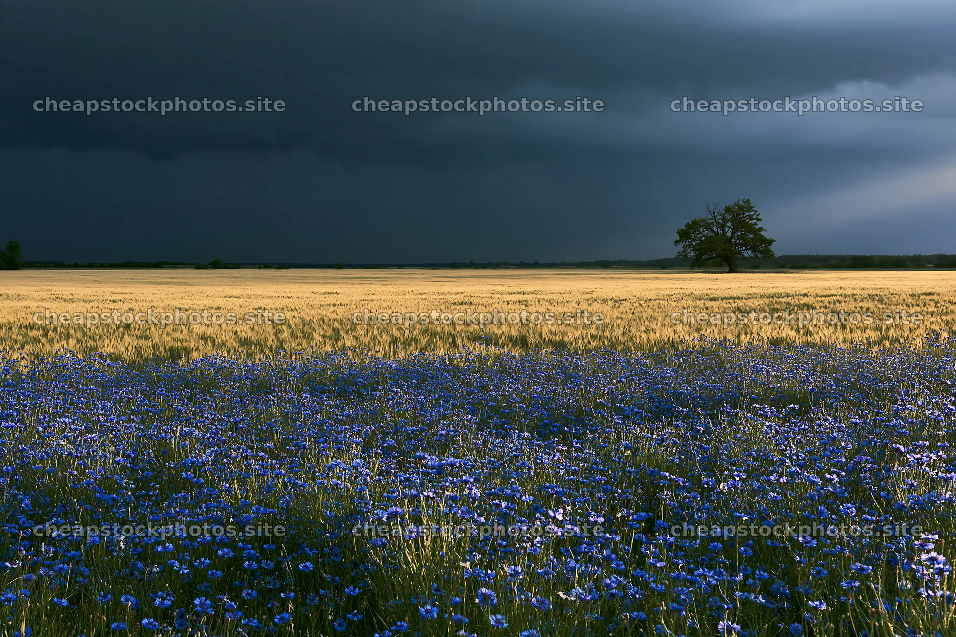 Cornflower meadow under dark clouds in rural landscape – stock photos 9722x6480