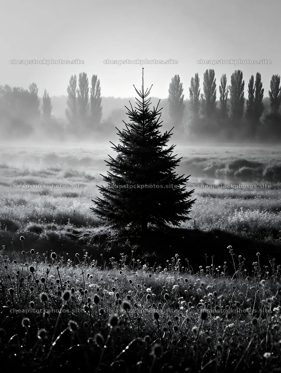 Vibrant Christmas tree in misty meadow with trees in background – stock photos 6898x9134