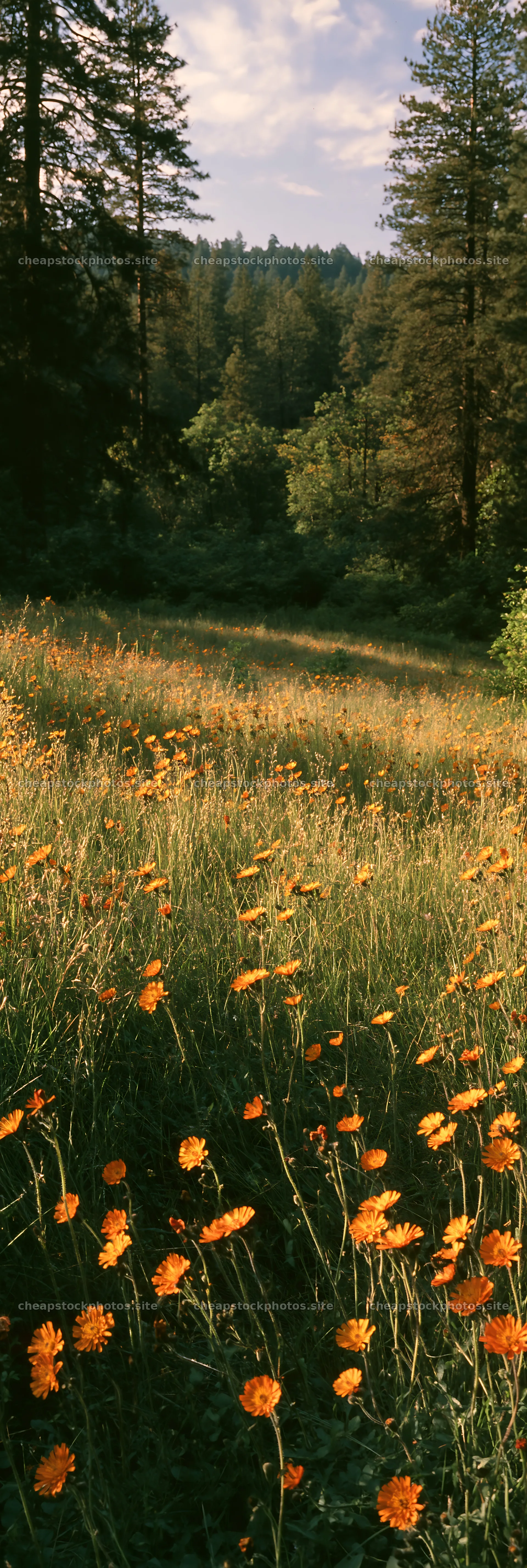 Wildflower meadow in forest opening – stock photos 4602x13690