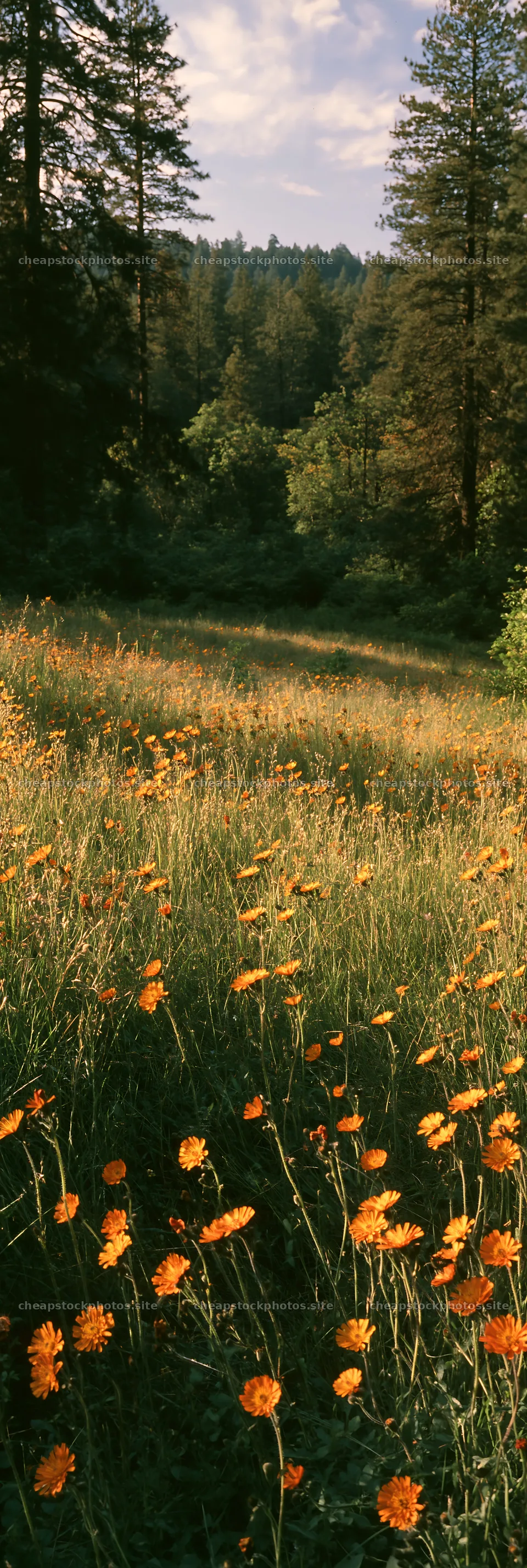 Wildflower meadow in forest opening – stock photos 4602x13690