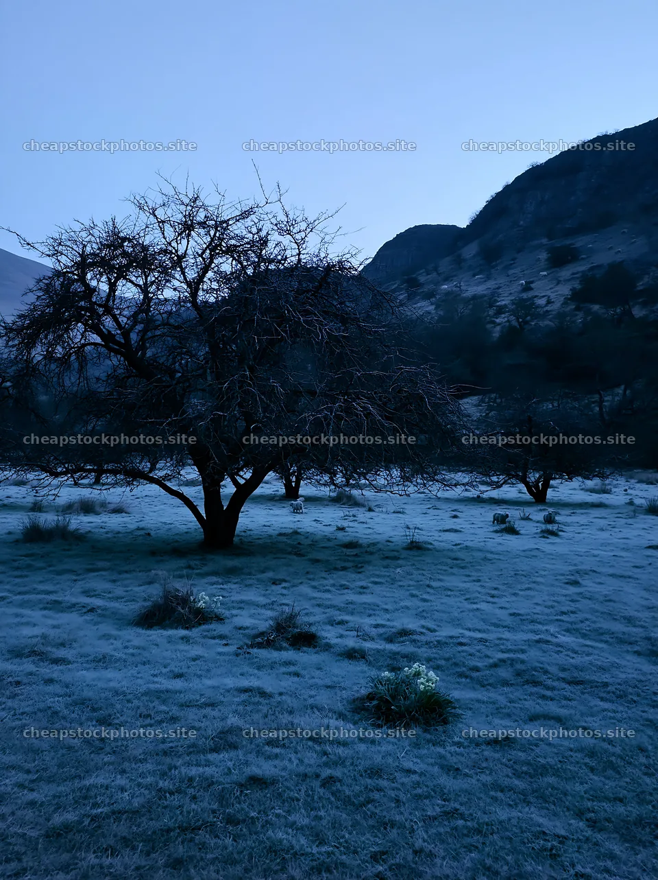 Valley apple meadow in twilight, trees and frost present – stock photos 6866x9174