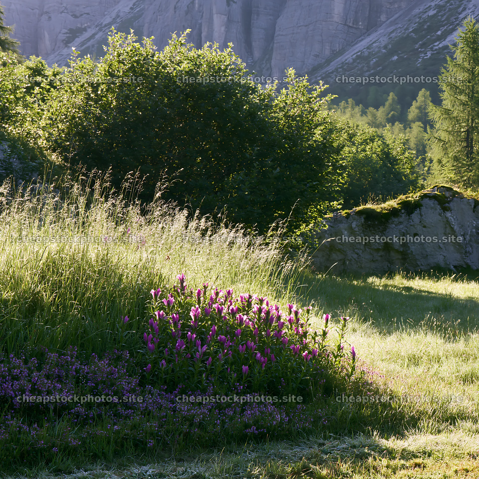 Dewy meadow with flowers in a green landscape during daytime – stock photos 7938x7938