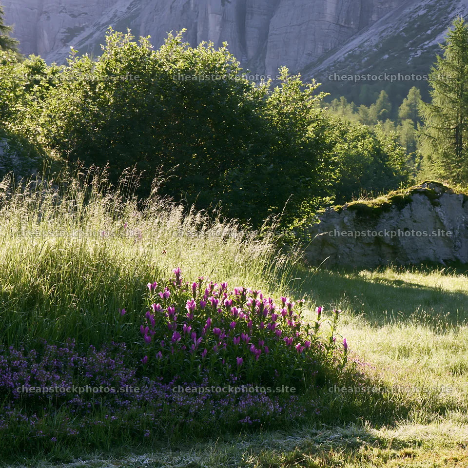 Dewy meadow with flowers in a green landscape during daytime – stock photos 7938x7938