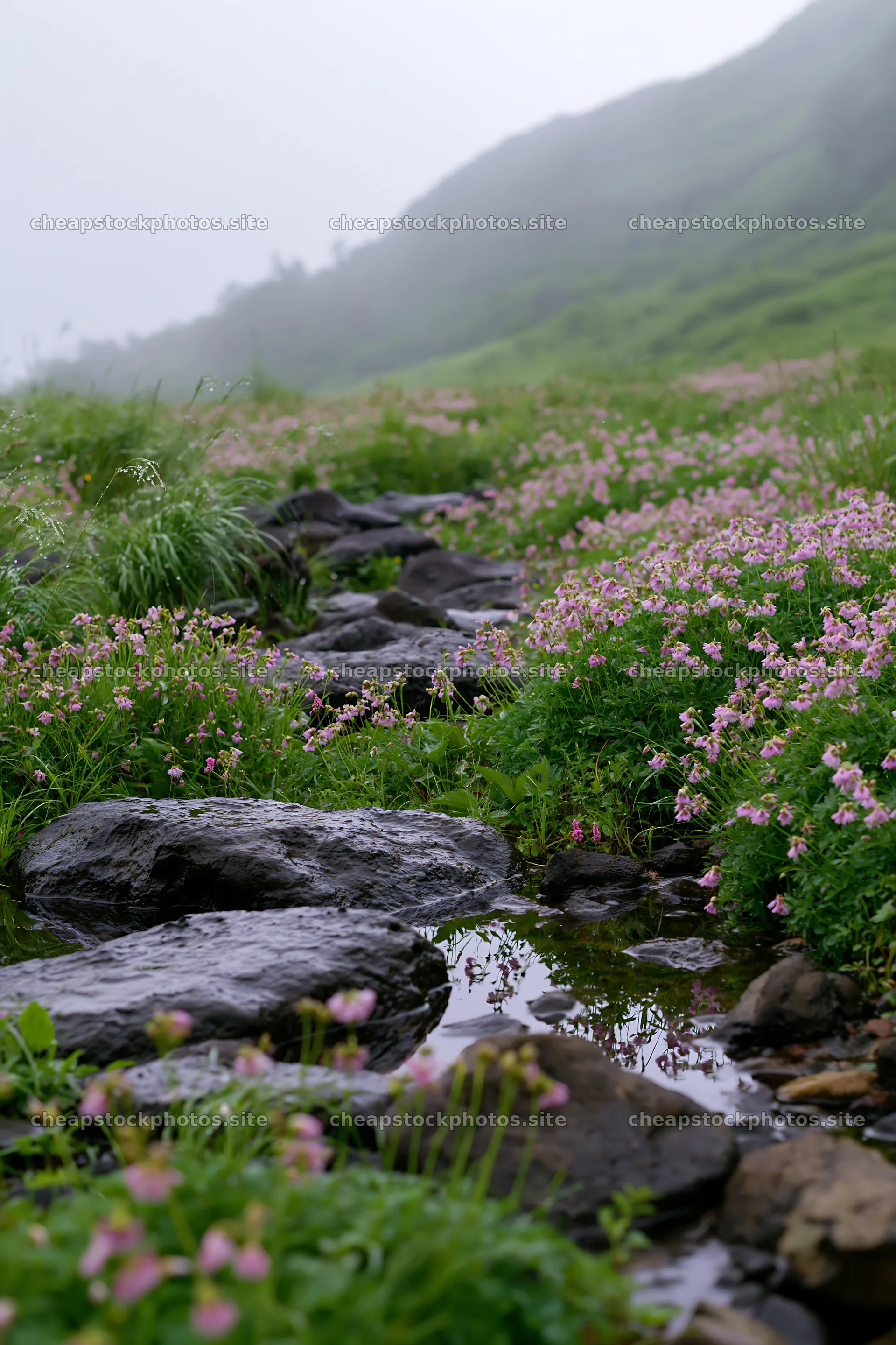 Kanagawa heat resilient meadow volcanic stones surrounded by flowers – stock photos 6480x9722