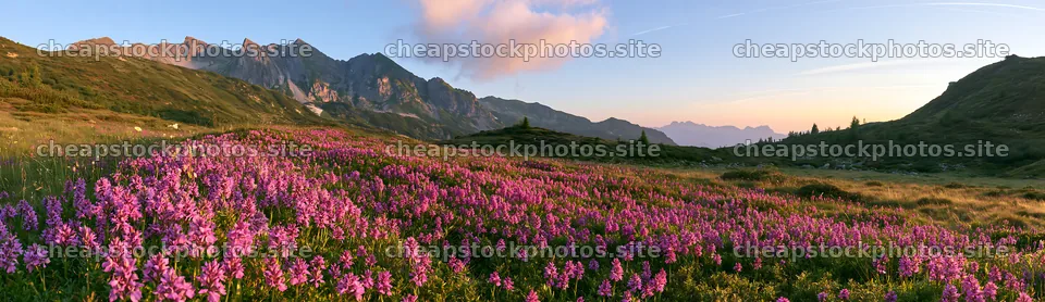 Colorful orchids bloom in a meadow during sunset – stock photos 14762x4268