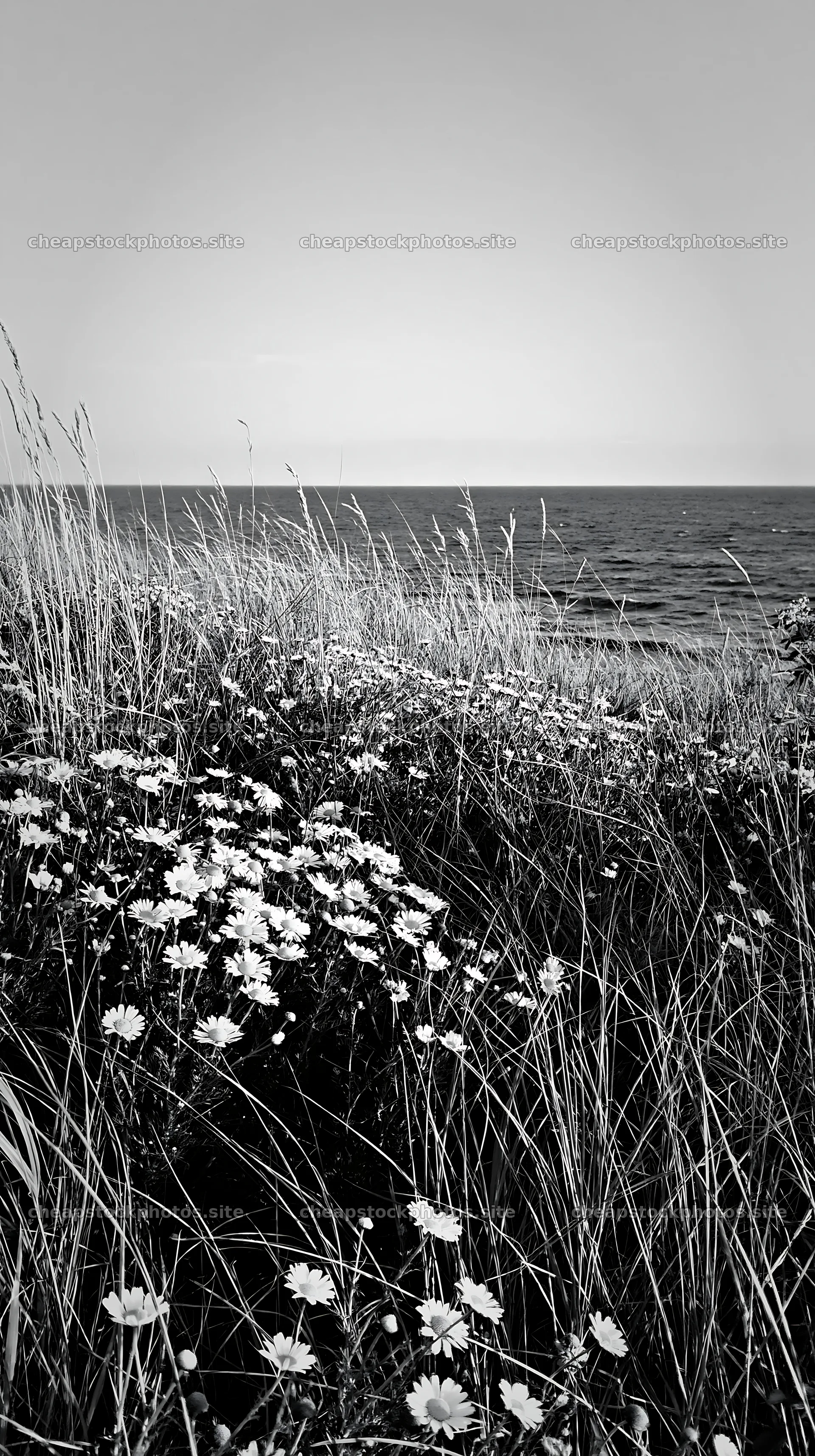 Chamomile meadow for wellness campaign near the sea – stock photos 5938x10608