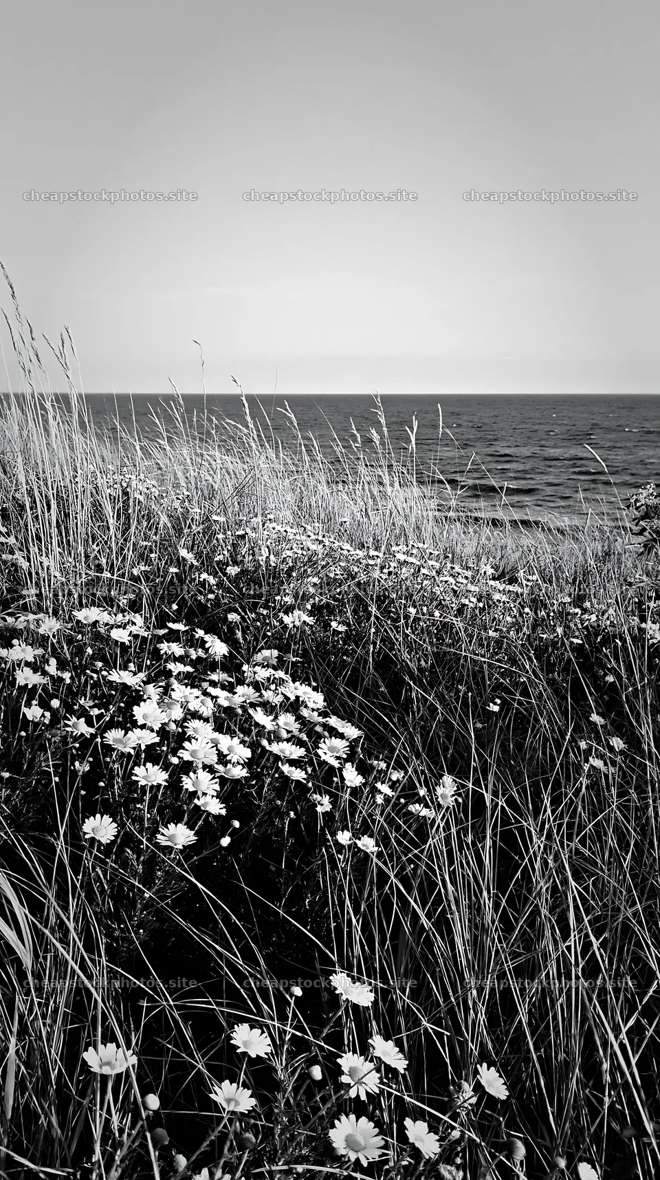 Chamomile meadow for wellness campaign near the sea – stock photos 5938x10608
