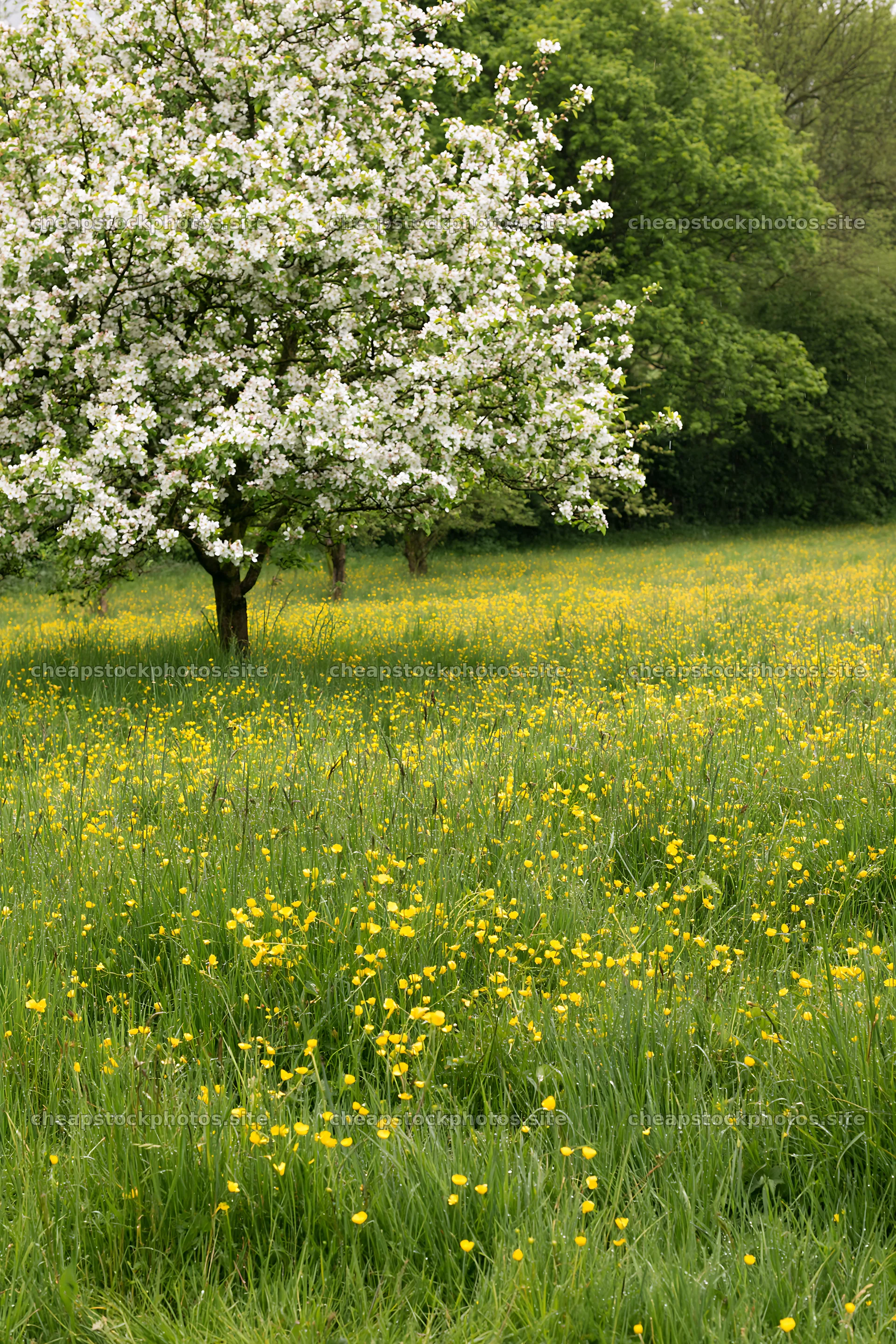 Spring orchard meadow with flowering tree and yellow flowers – stock photos 6480x9722