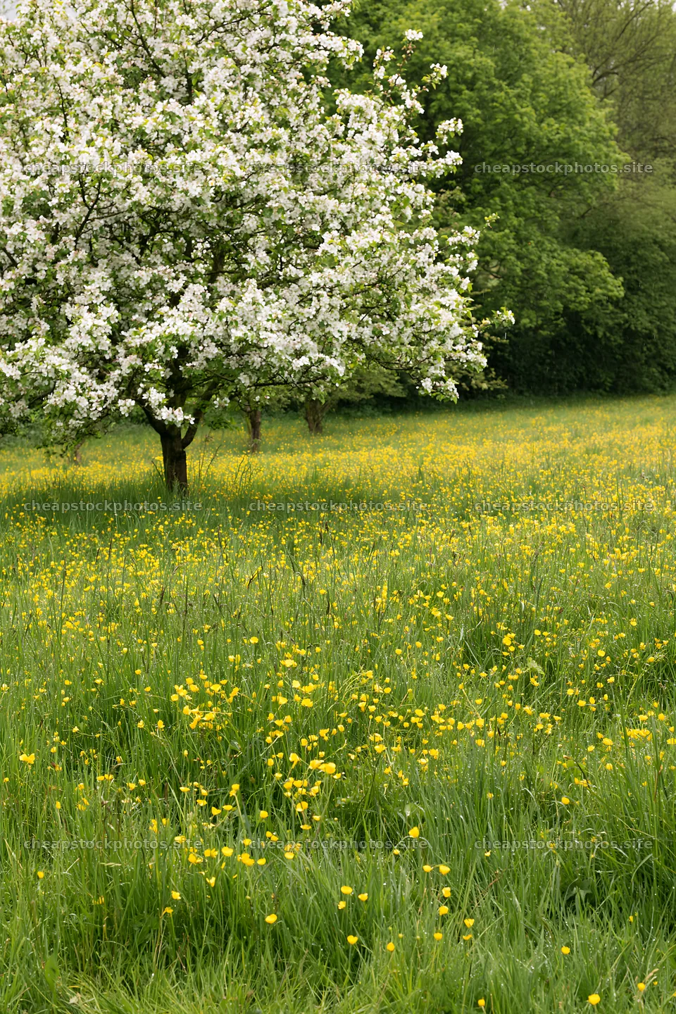 Spring orchard meadow with flowering tree and yellow flowers – stock photos 6480x9722