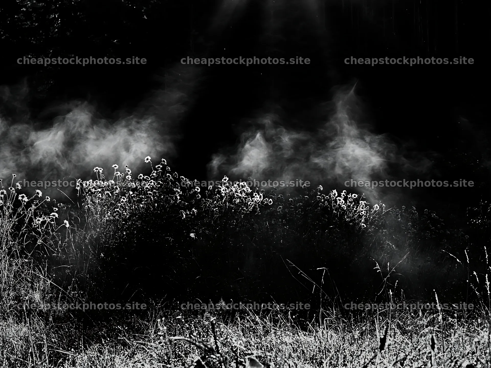 Crepuscular rays shining over a meadow with wildflowers – stock photos 9174x6866