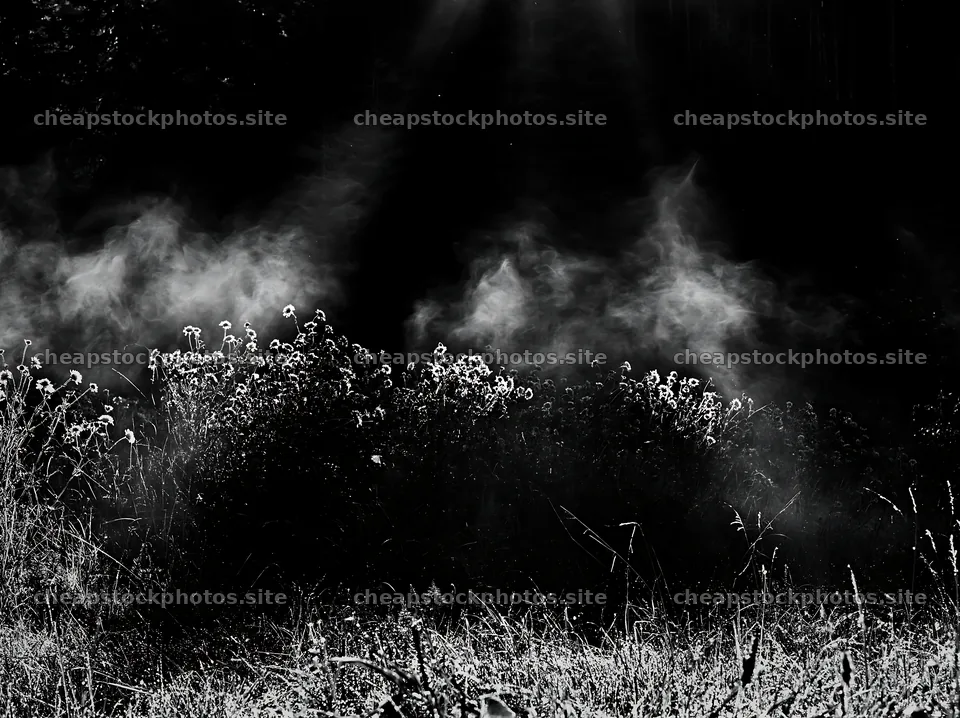 Crepuscular rays shining over a meadow with wildflowers – stock photos 9174x6866