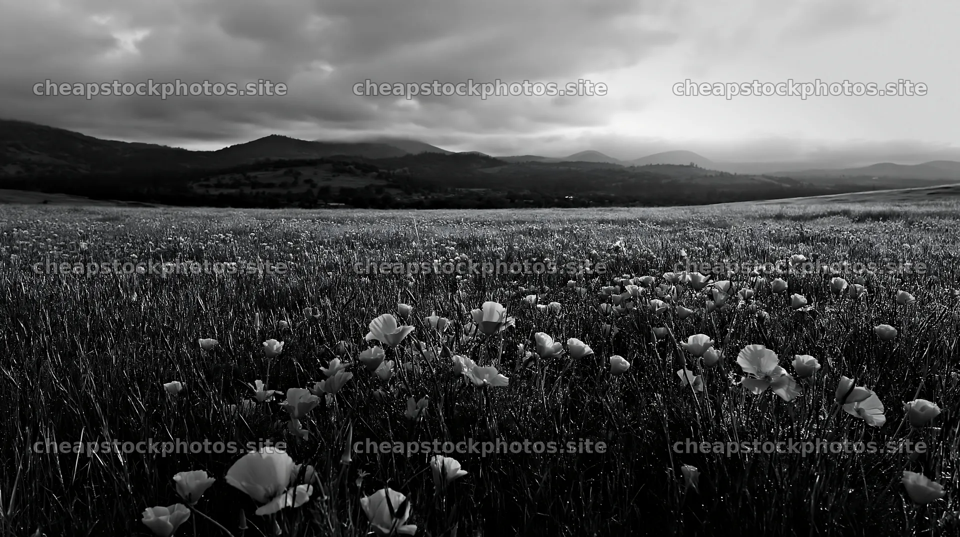 Cloudy foothill meadow with flowers and mountains in the distance – stock photos 10608x5938