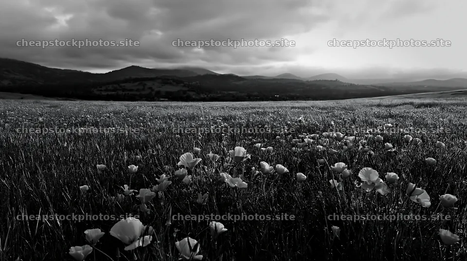 Cloudy foothill meadow with flowers and mountains in the distance – stock photos 10608x5938