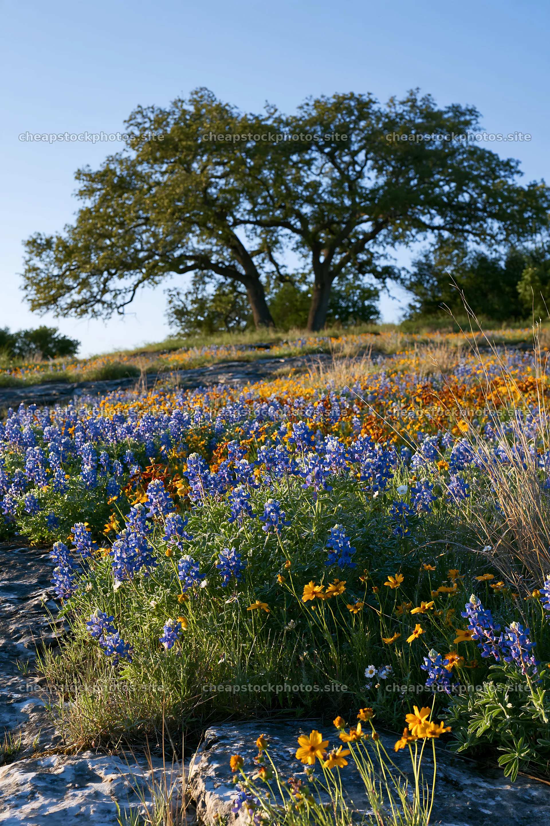 Regenerative meadow with wildflowers and oak tree – stock photos 6480x9722