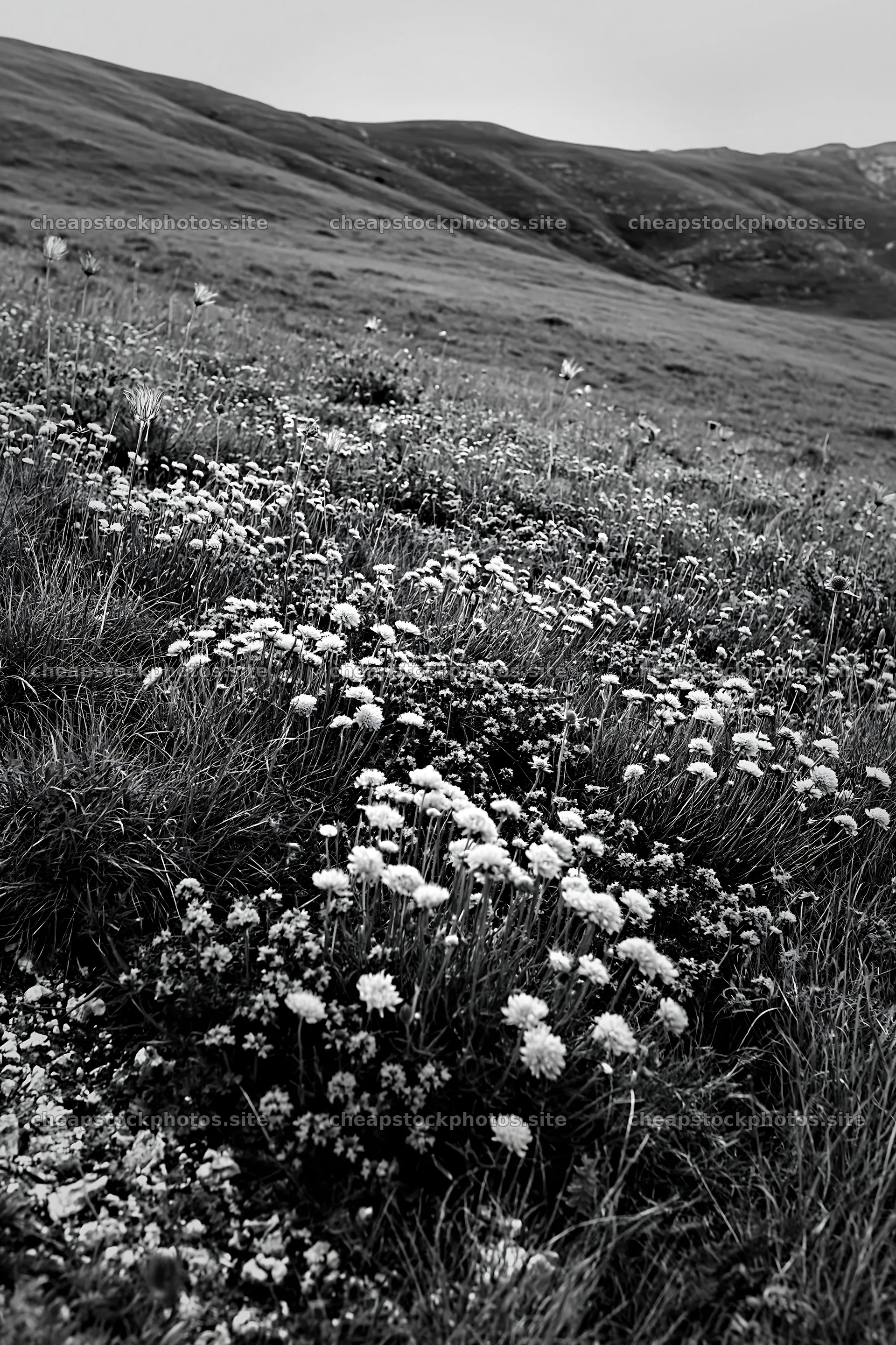 Cloudy scabious meadow on a chalk slope in black and white – stock photos 6480x9722