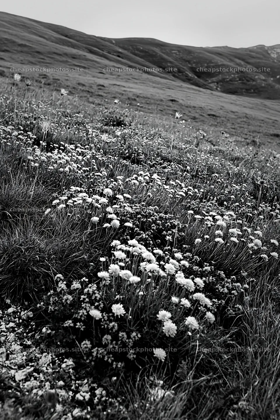 Cloudy scabious meadow on a chalk slope in black and white – stock photos 6480x9722