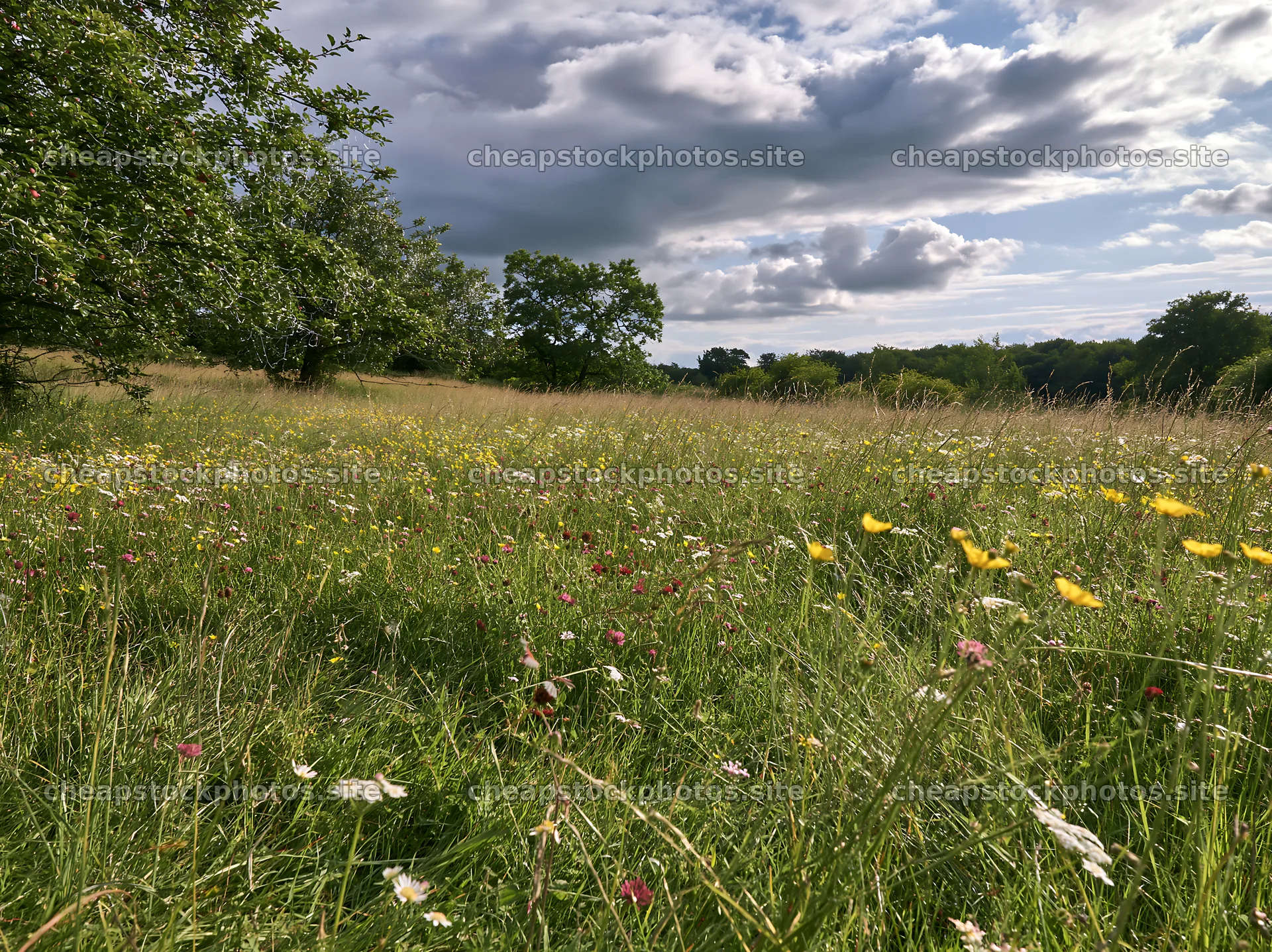 Meadow with wildflowers and apple trees under cloudy sky – stock photos 9174x6866
