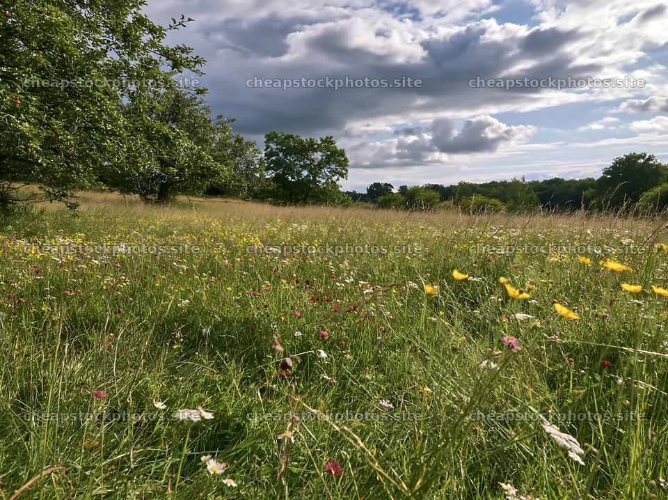 Meadow with wildflowers and apple trees under cloudy sky – stock photos 9174x6866