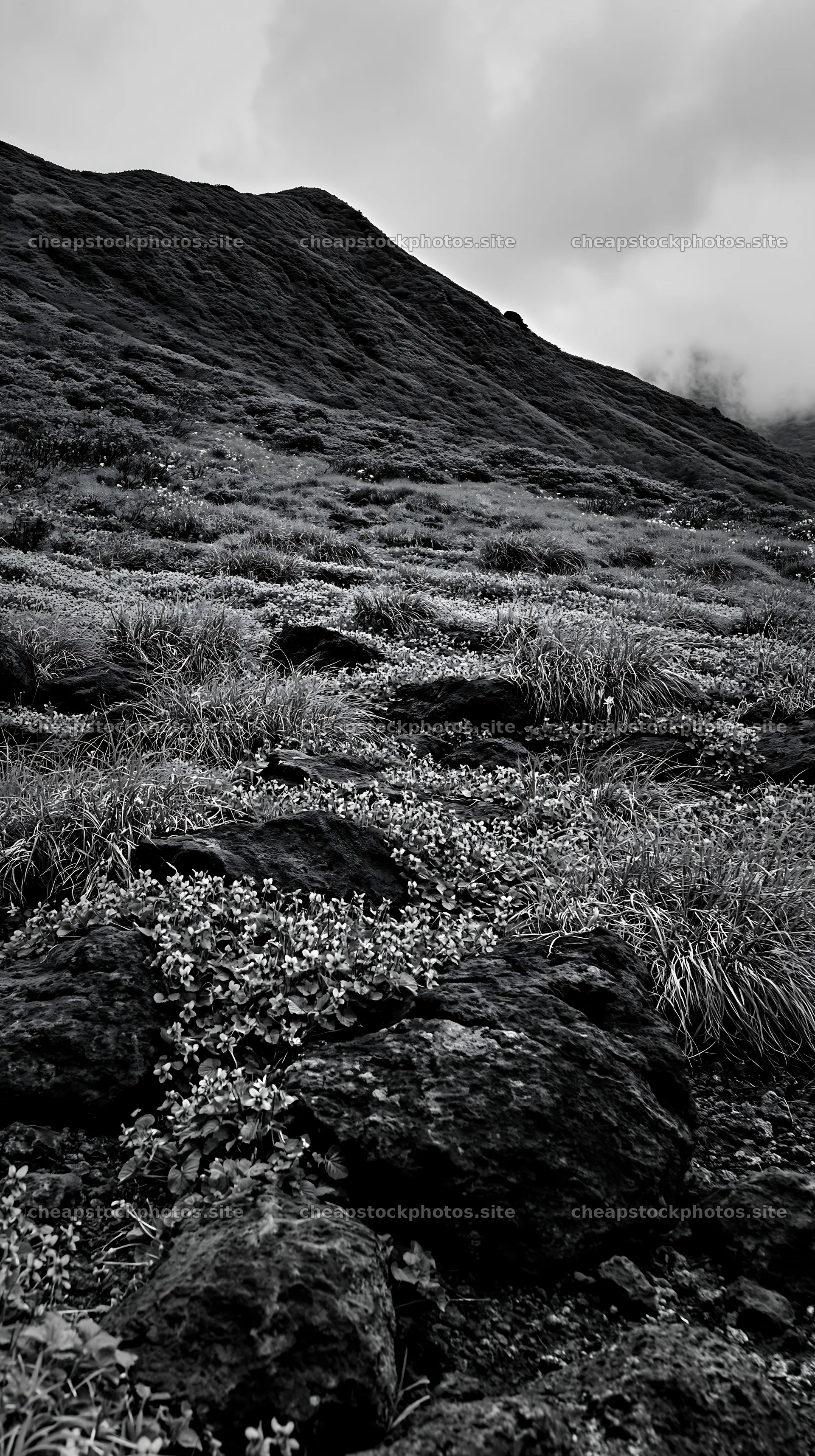 Yamanashi regenerative meadow with basalt stones filled with flowers – stock photos 5938x10608