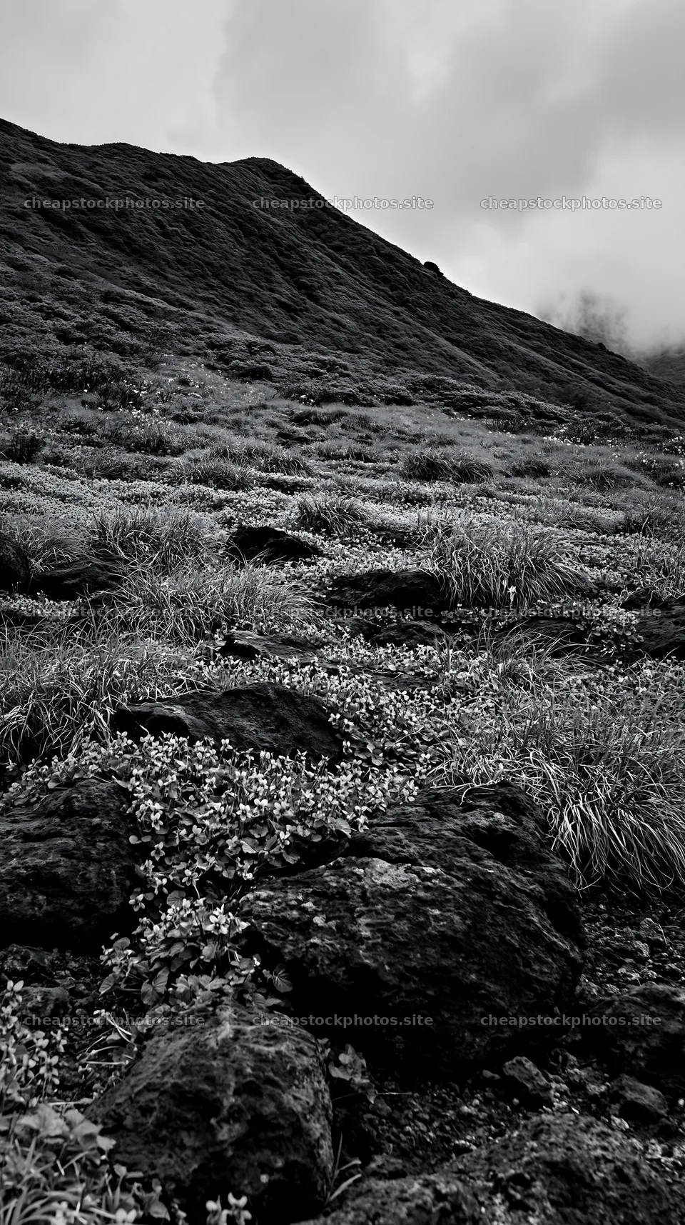 Yamanashi regenerative meadow with basalt stones filled with flowers – stock photos 5938x10608