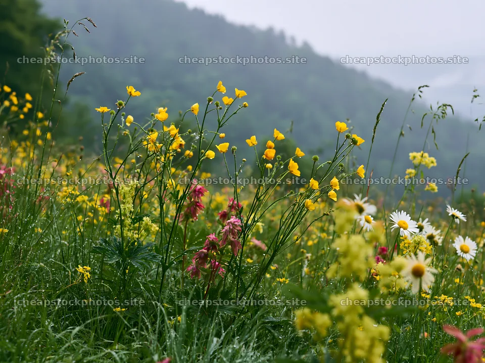 Colorful buttercup meadow with various wildflowers – stock photos 9174x6866
