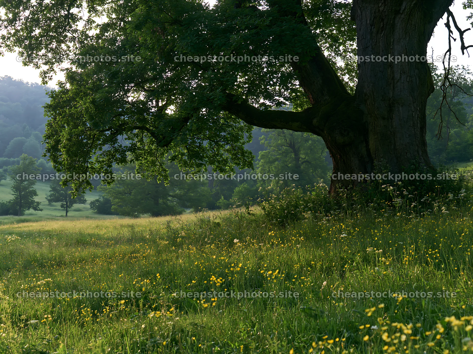 Meadow view in German foothills with large tree – stock photos 9174x6866