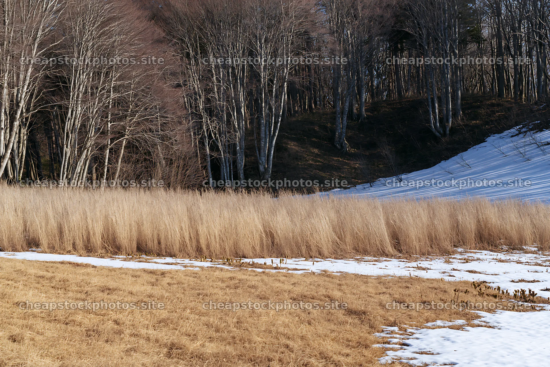 Akita snowmelt meadow with silver grasses and tree line – stock photos 9722x6480