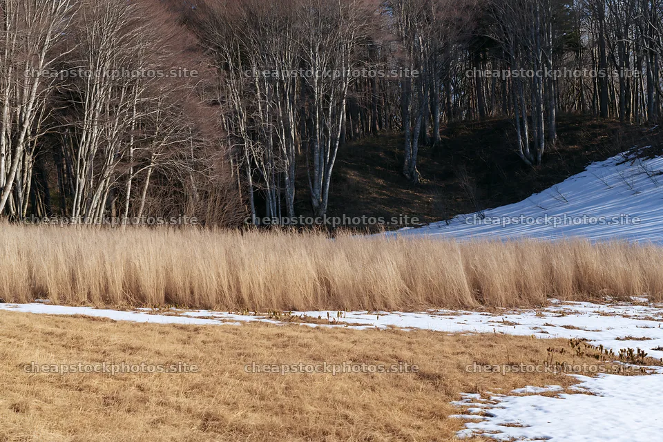 Akita snowmelt meadow with silver grasses and tree line – stock photos 9722x6480