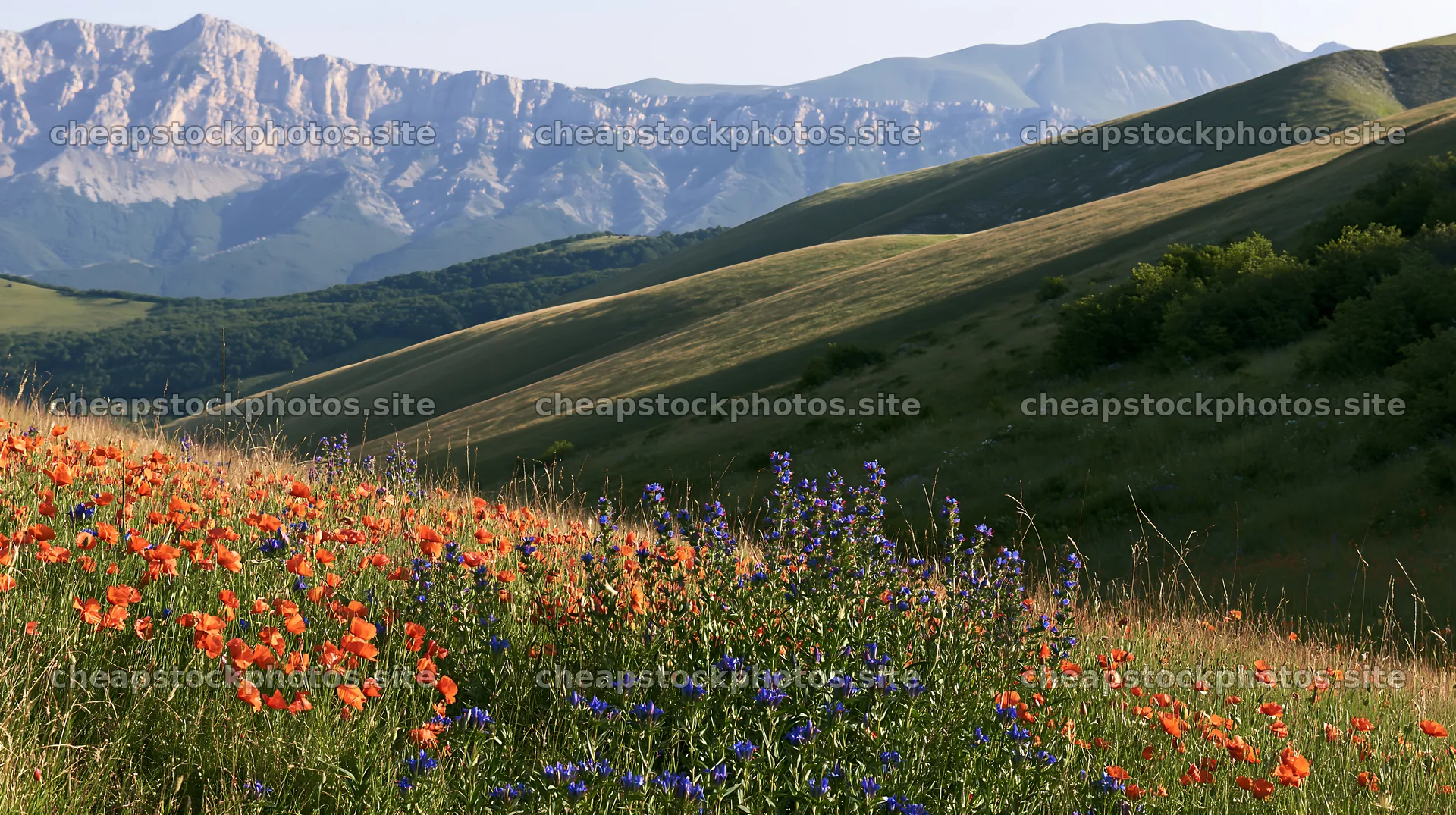 Poppy larkspur meadow with hills and mountains in background – stock photos 10608x5938