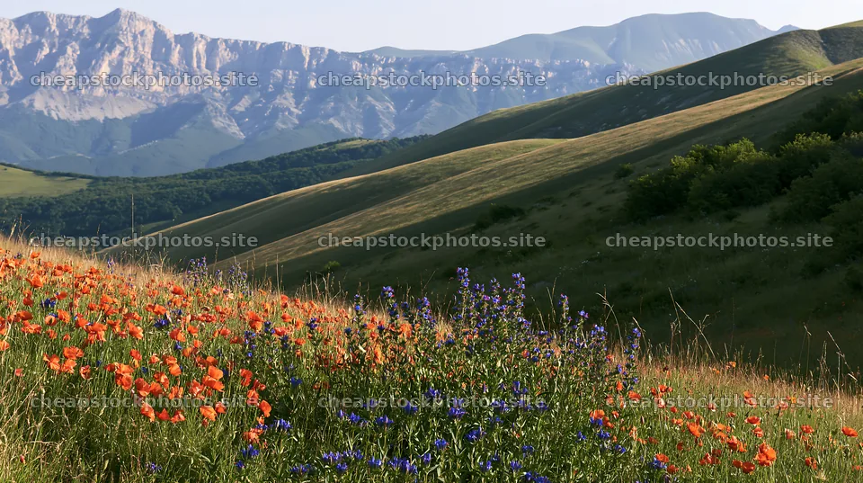 Poppy larkspur meadow with hills and mountains in background – stock photos 10608x5938