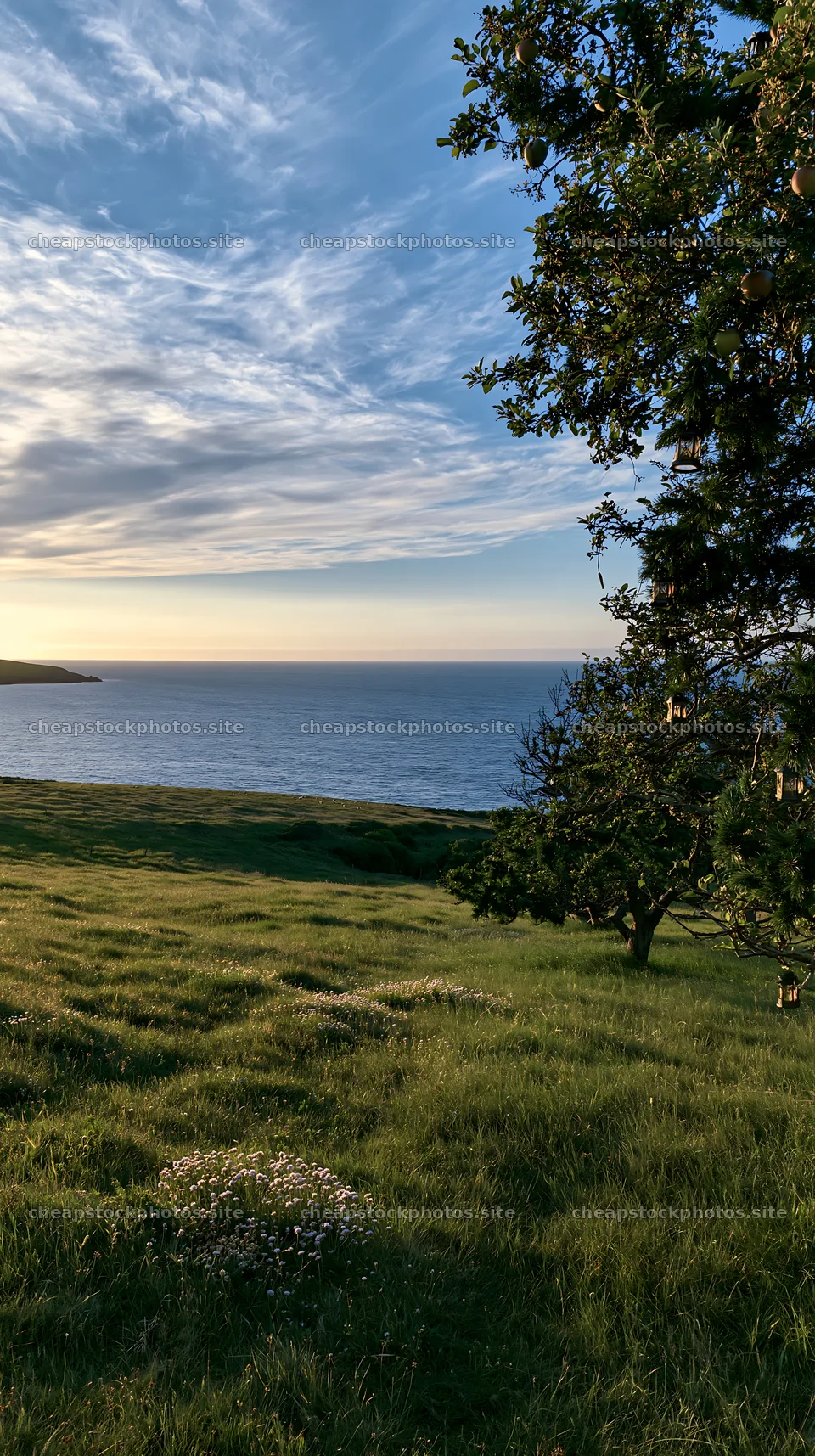 Sunset over apple trees in a meadow by the ocean – stock photos 5938x10608