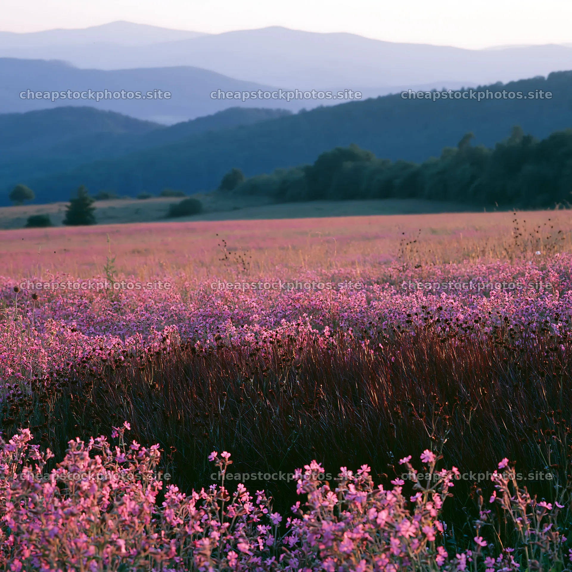 Slovak meadow across Carpathian valley with flowers and mountains – stock photos 7938x7938