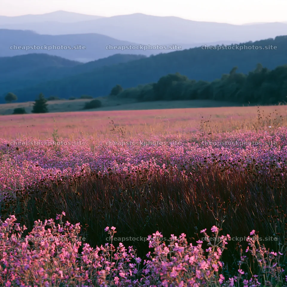 Slovak meadow across Carpathian valley with flowers and mountains – stock photos 7938x7938