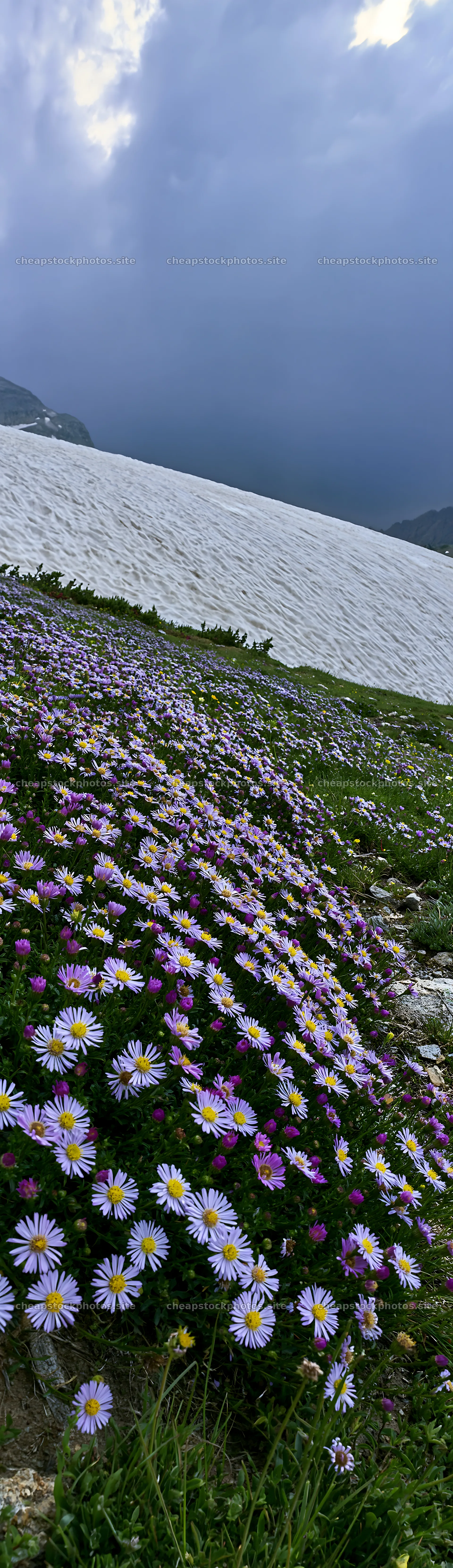 Snowline meadow with flowers and water in the background – stock photos 4268x14762