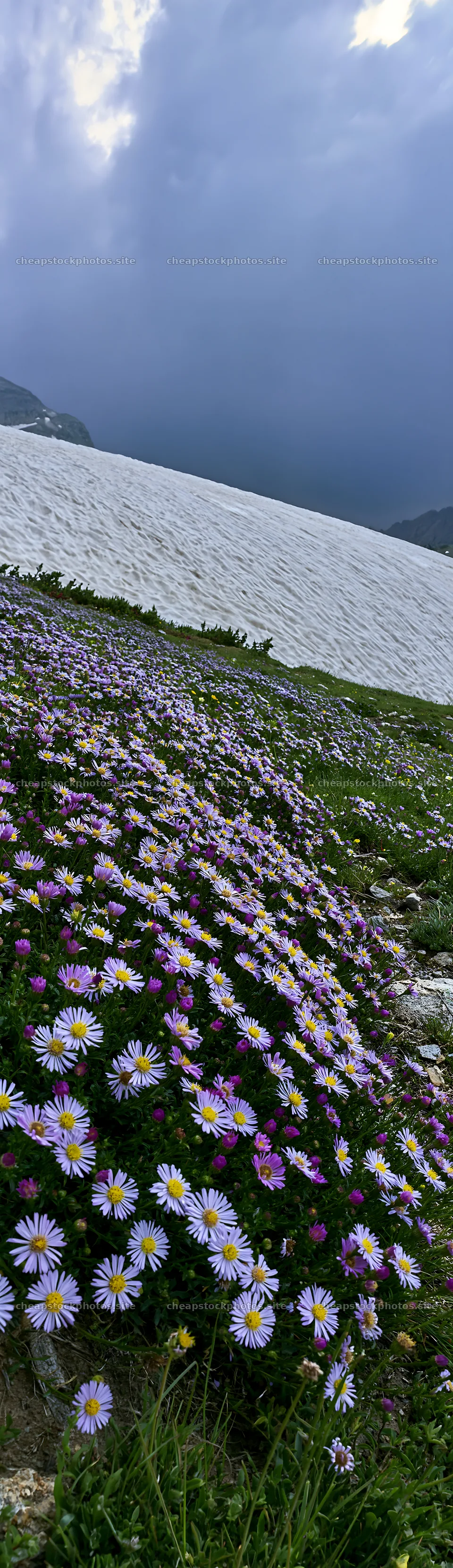 Snowline meadow with flowers and water in the background – stock photos 4268x14762