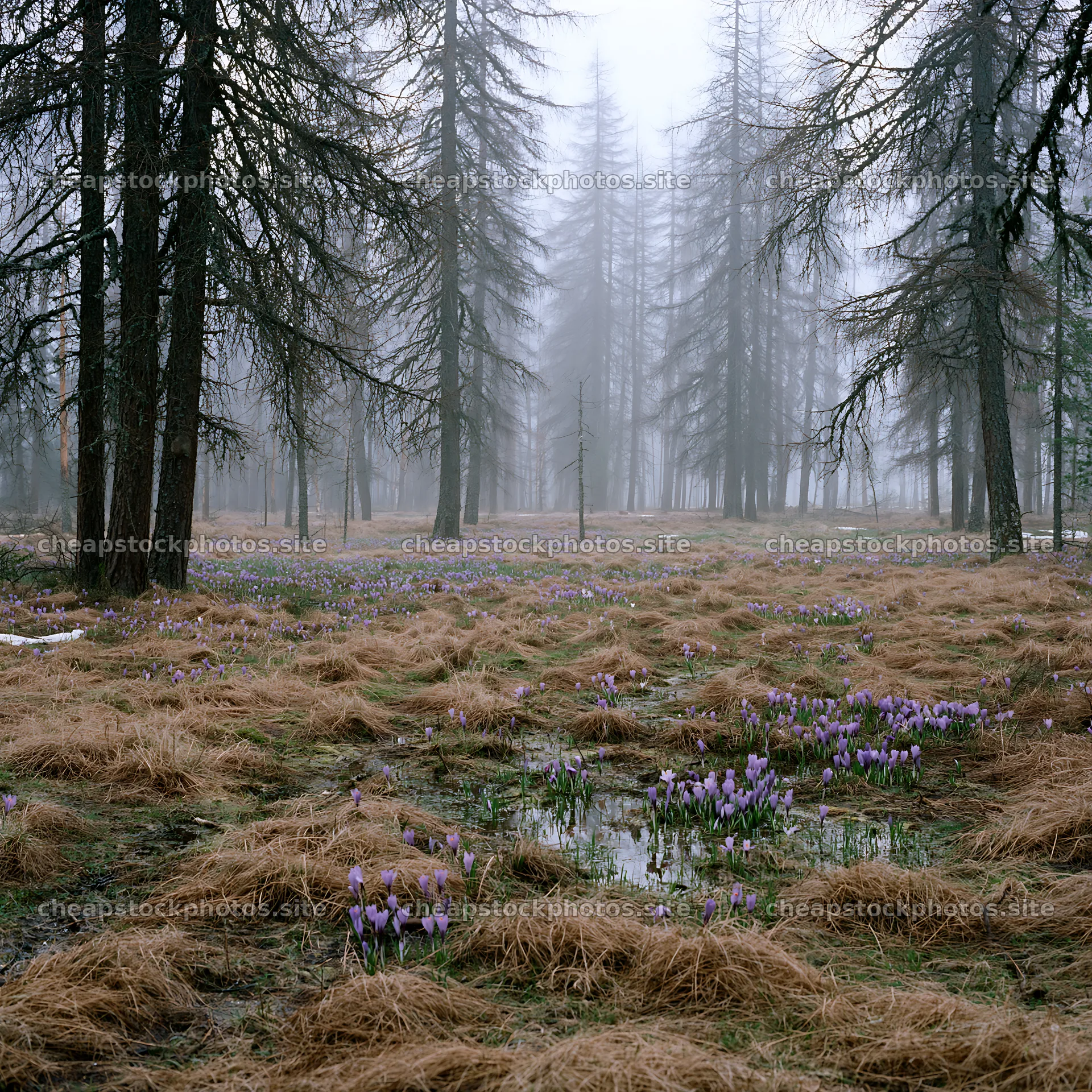 Misty forest meadow with flowers and trees in the background – stock photos 7938x7938