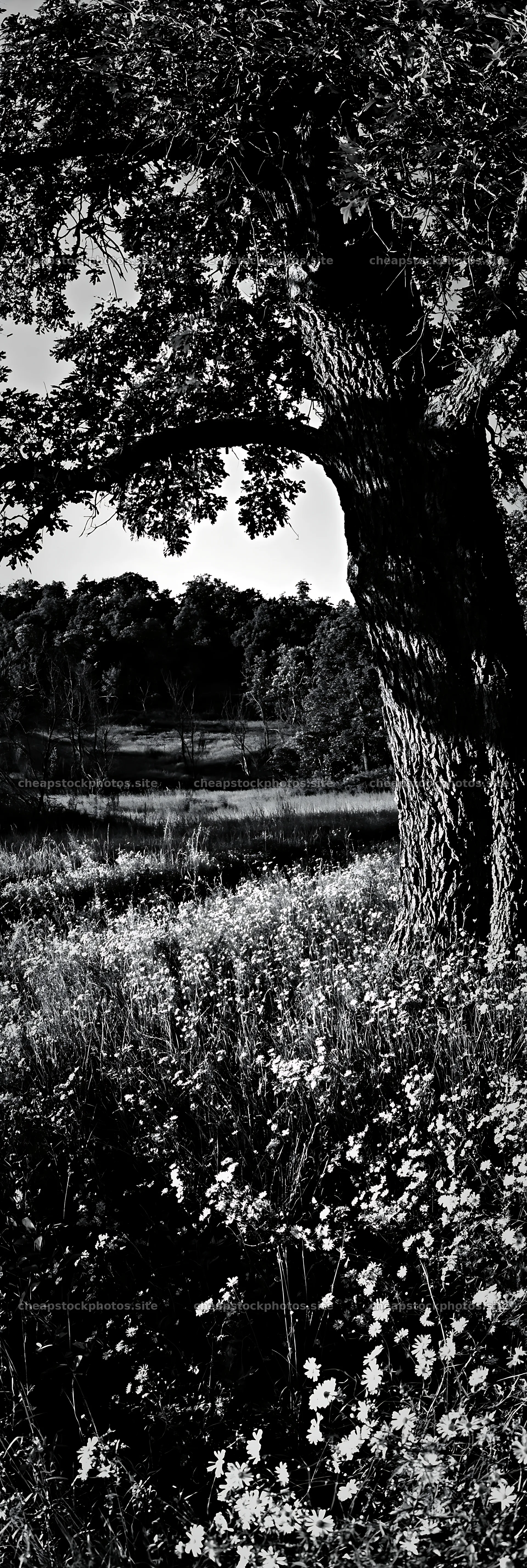 Wooded valley meadow with tree and wildflowers – stock photos 4602x13690