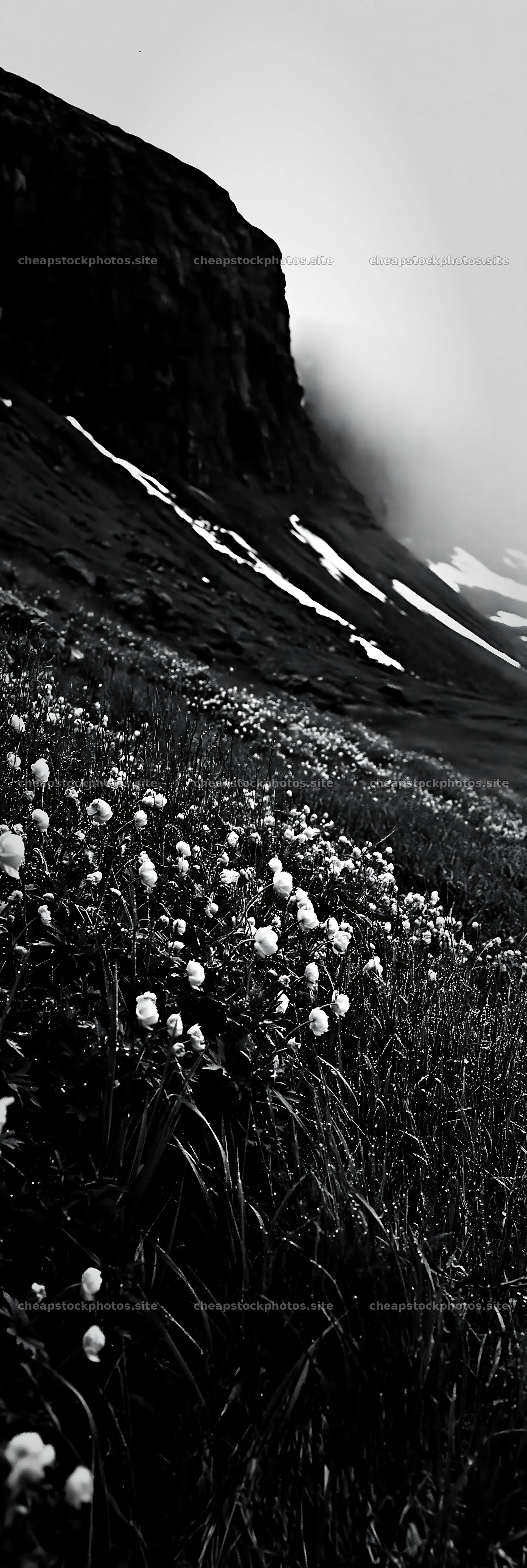 Yellow flowers in a tall grass meadow near a mountain – stock photos 4602x13690