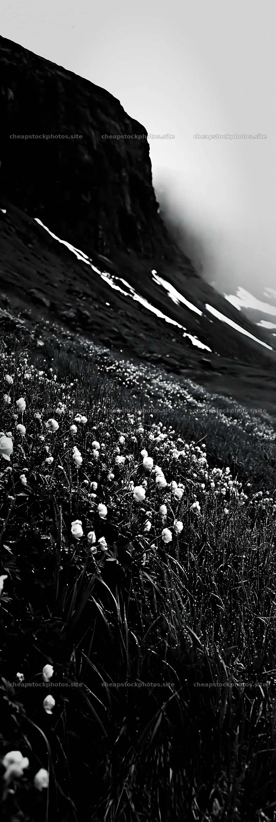 Yellow flowers in a tall grass meadow near a mountain – stock photos 4602x13690