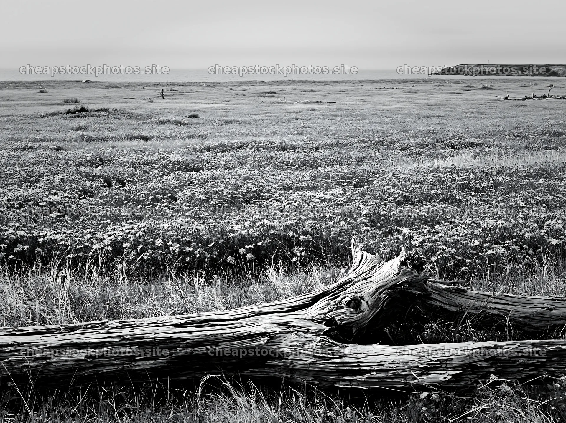 Chiba coastal meadow with driftwood and wildflowers in foreground – stock photos 9174x6866