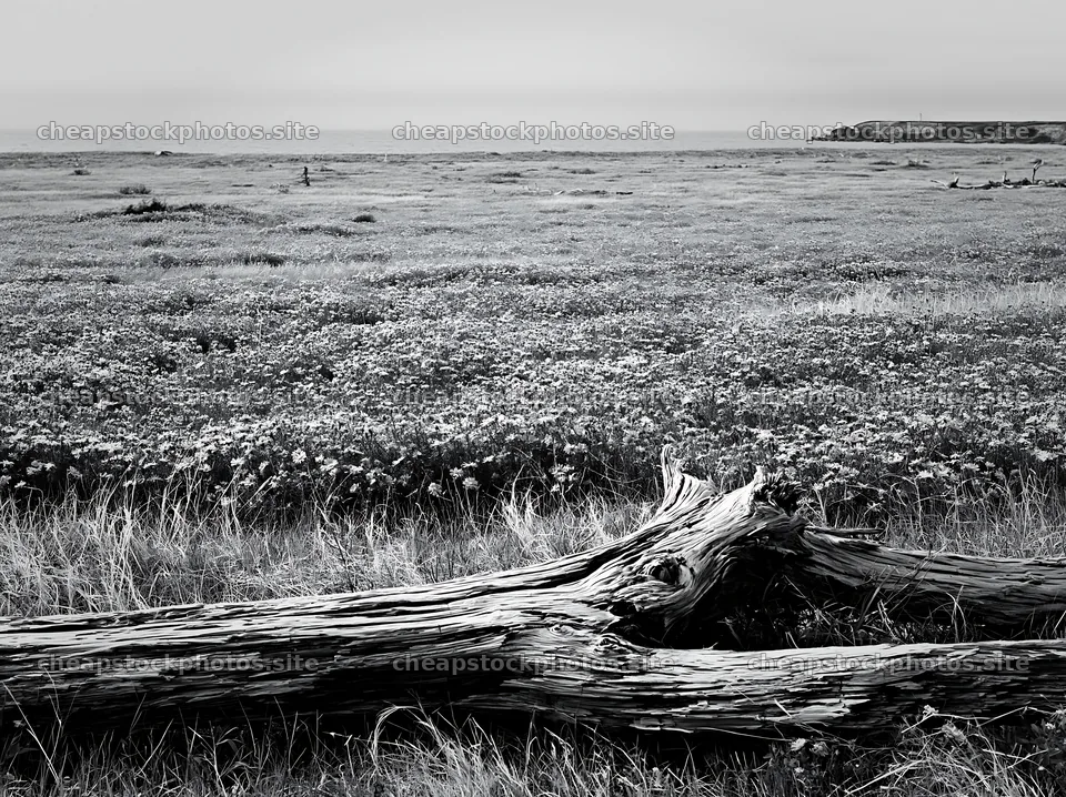 Chiba coastal meadow with driftwood and wildflowers in foreground – stock photos 9174x6866