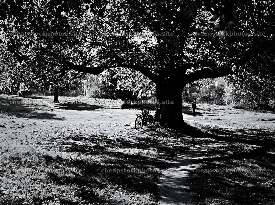 Bicycle parked under a large tree in a grassy area – stock photos 9174x6866