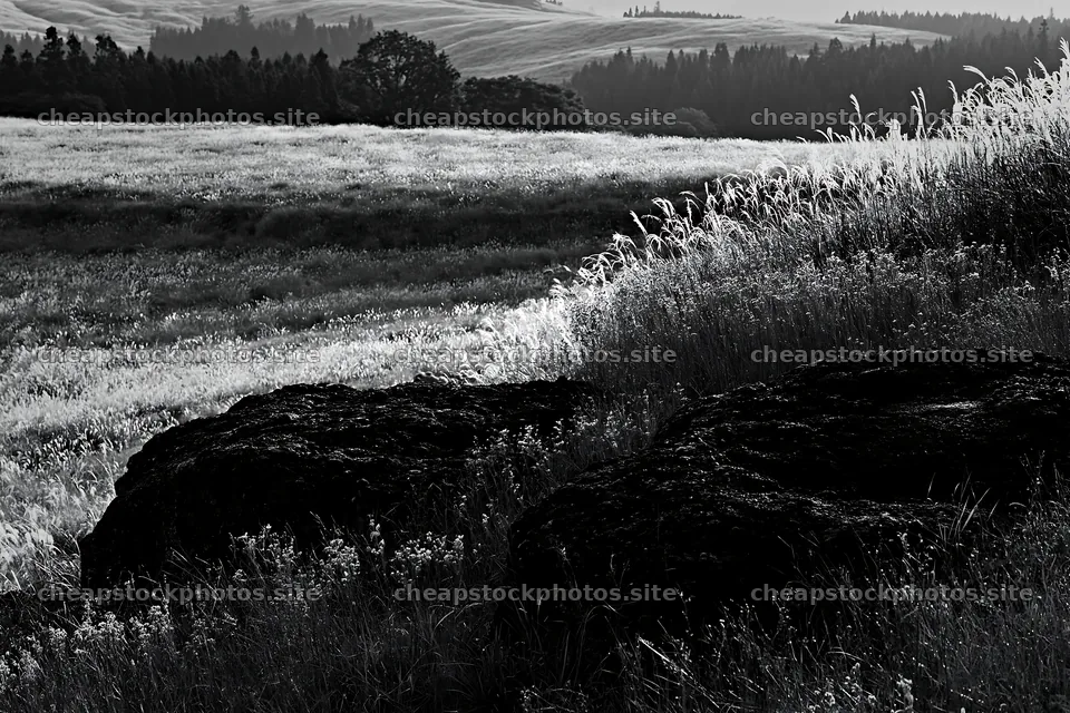 Restored Kumamoto silver grass meadow with boulders – stock photos 9722x6480