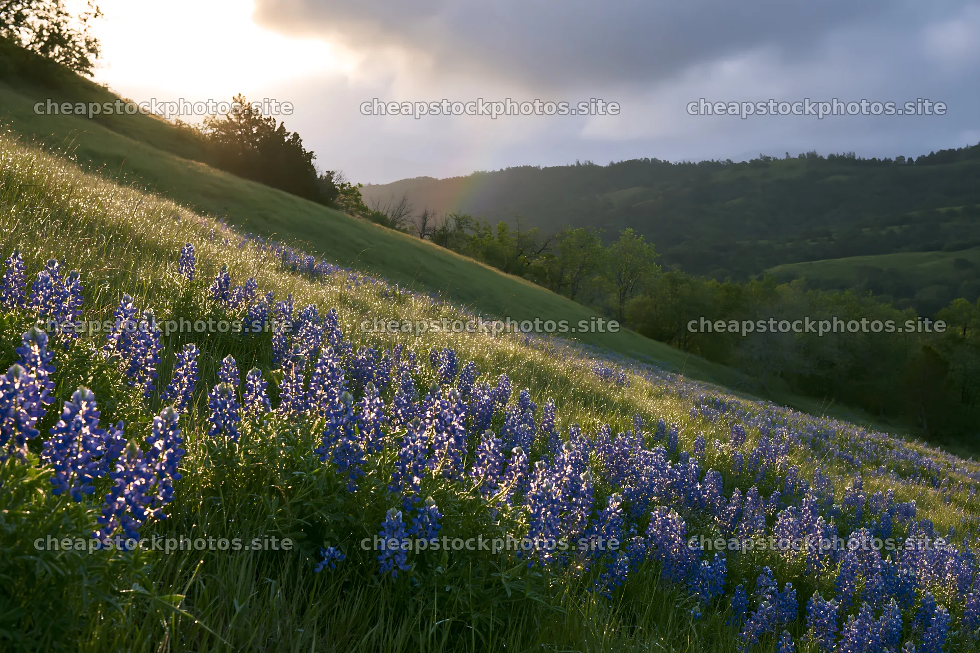 Bluebonnet meadow at sunrise with hills in the background – stock photos 9722x6480