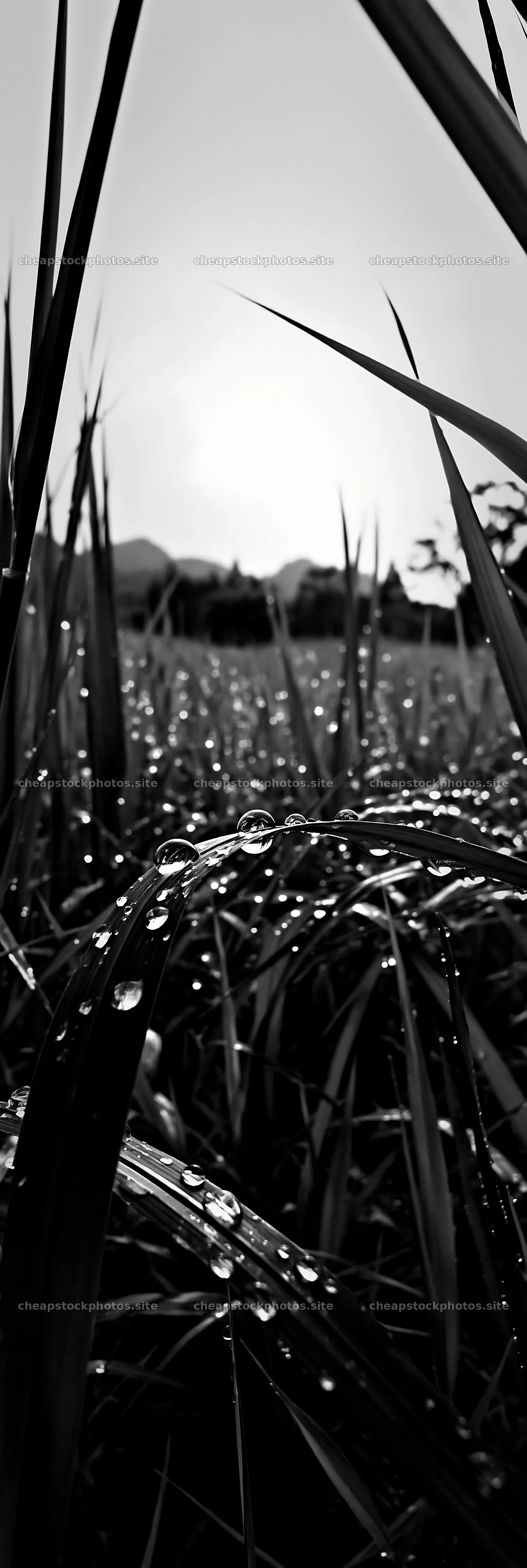 Fukui grass meadow with rain droplets at dawn – stock photos 4602x13690