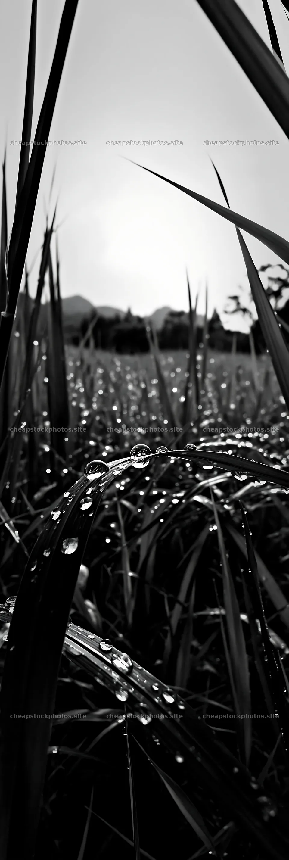 Fukui grass meadow with rain droplets at dawn – stock photos 4602x13690