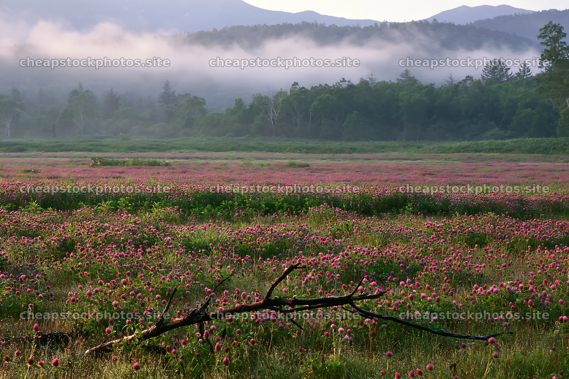 Yamagata rewilded meadow with fallen branch in foreground – stock photos 9722x6480