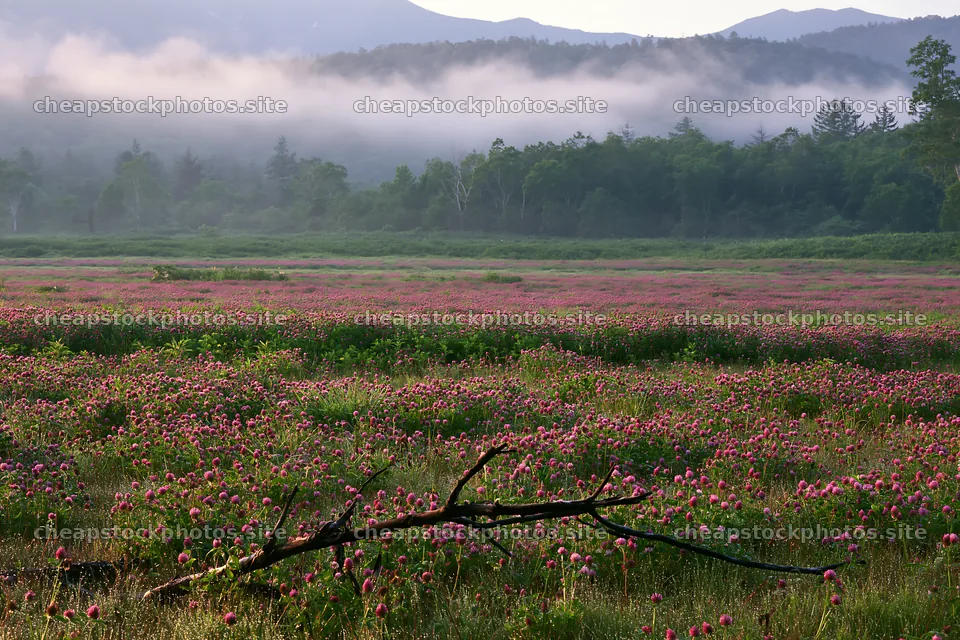 Yamagata rewilded meadow with fallen branch in foreground – stock photos 9722x6480