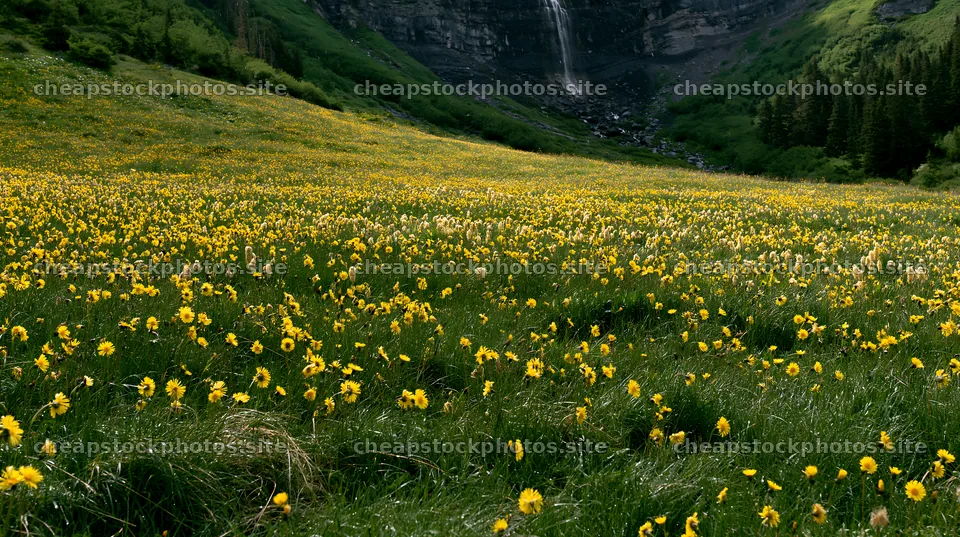 Flowering meadow near mountain falls during daytime – stock photos 10608x5938