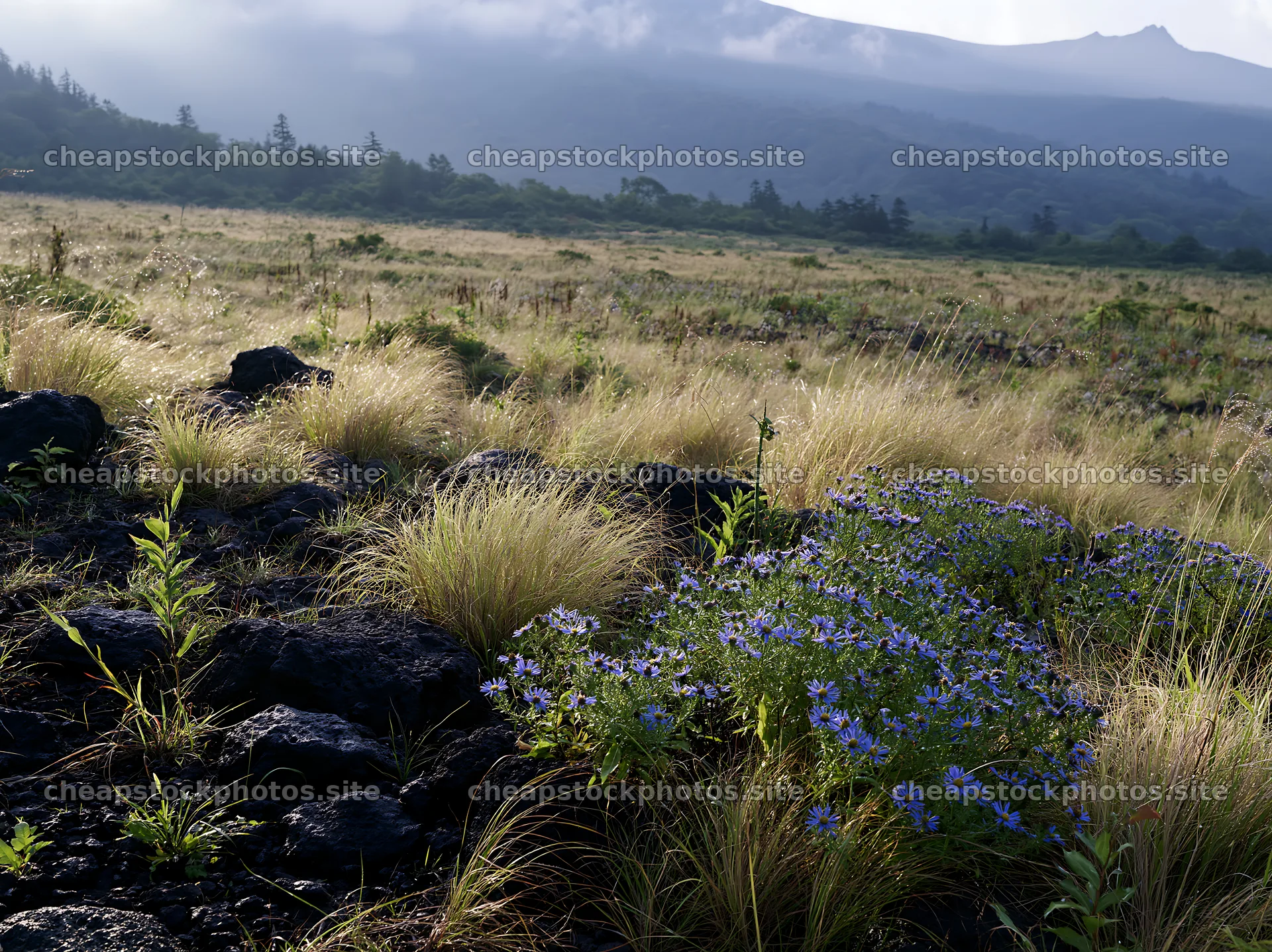 Biodiverse Nagano silver grass meadow with dew in morning light – stock photos 9174x6866